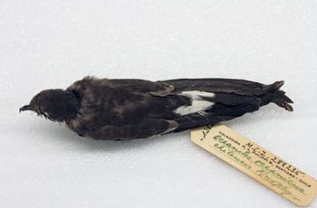 Media type: image;   Ornithology 288235 Description: Image of skin specimen - dorsal view. Dorsal view of entire skin specimen.;